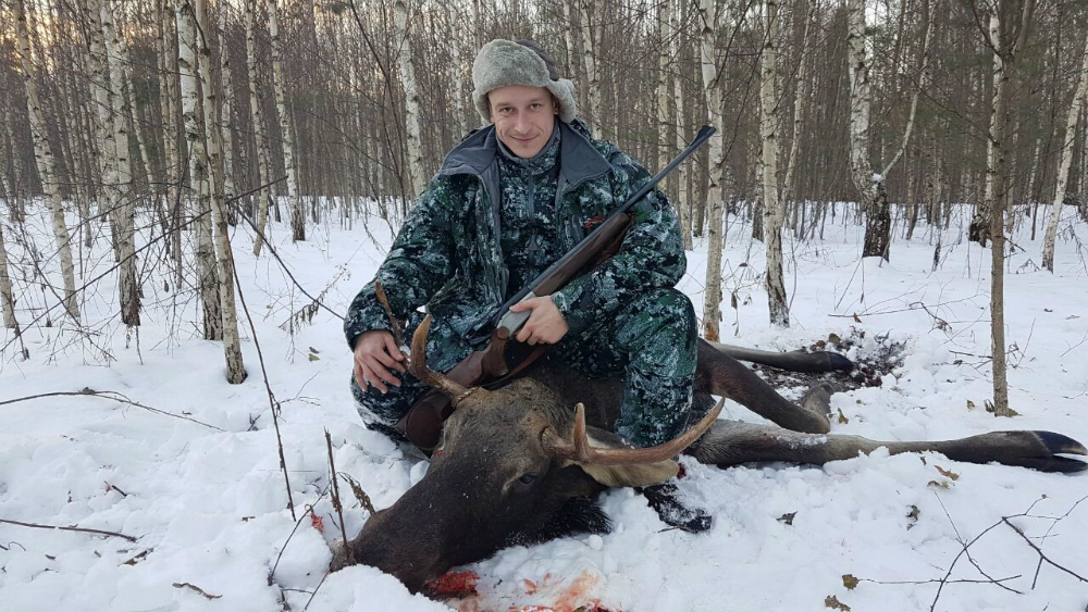 Как проходит охота на лося загоном. Смотрите наше видео