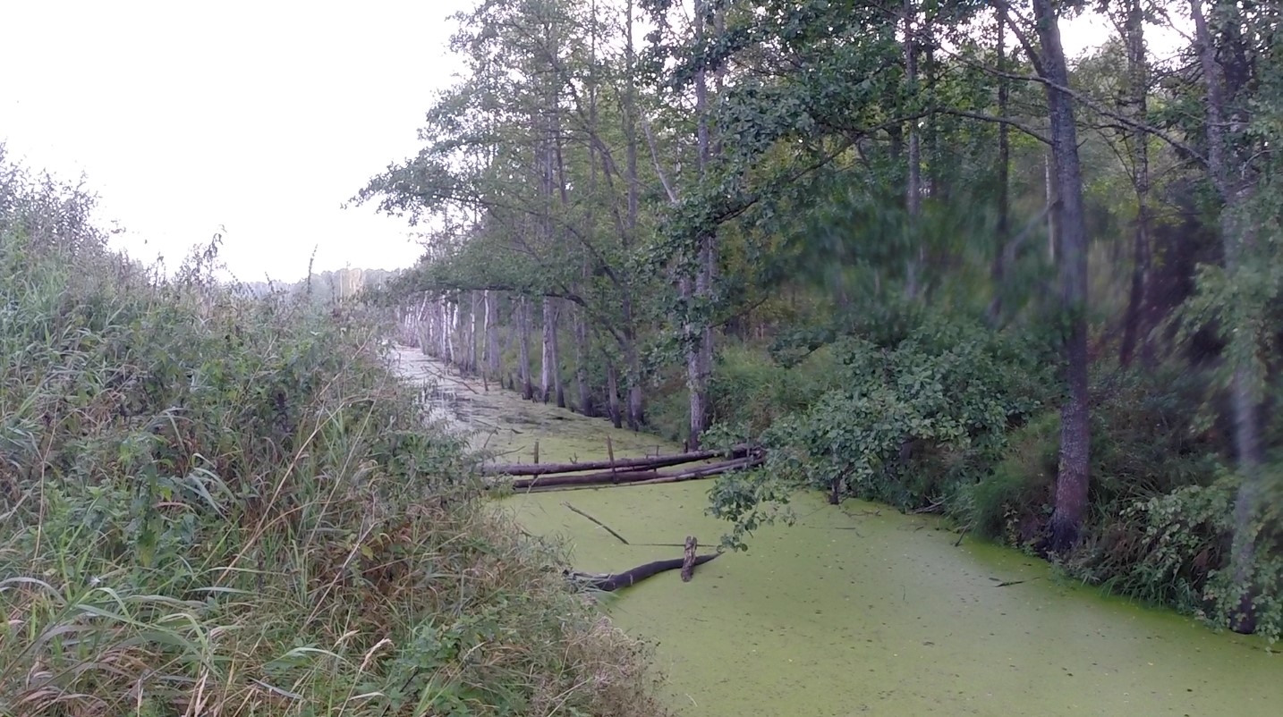 Охота на утку осенью 2016