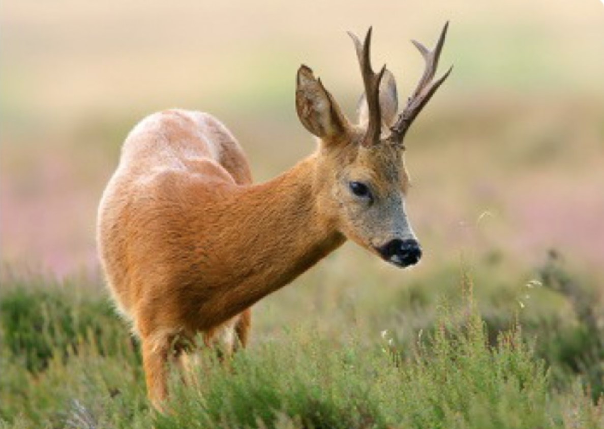 Охота на косулю