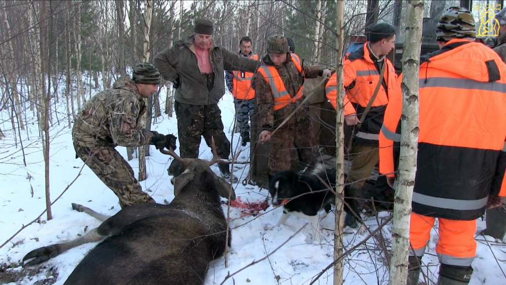 Охота на лосей зимой. Финальный загон